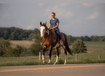 American Quarter Horse, Wallach, 9 Jahre, 157 cm, Schecke