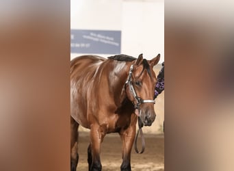 American Quarter Horse, Wallach, 9 Jahre, 158 cm, Brauner