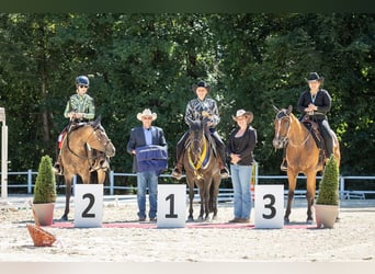 American Quarter Horse, Wallach, 9 Jahre, 159 cm, Brauner