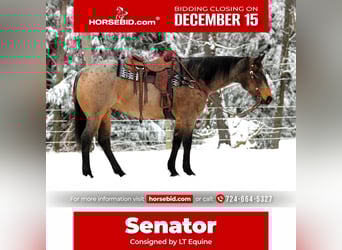 American Quarter Horse, Wallach, 9 Jahre, 160 cm, Buckskin