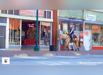 American Quarter Horse, Wallach, 9 Jahre, 160 cm, Buckskin