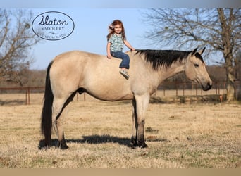 American Quarter Horse, Wallach, 9 Jahre, 160 cm, Buckskin