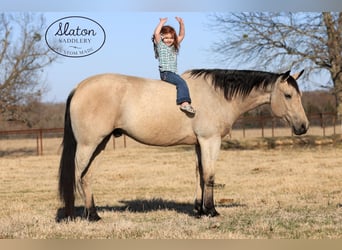 American Quarter Horse, Wallach, 9 Jahre, 160 cm, Buckskin