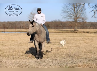 American Quarter Horse, Wallach, 9 Jahre, 160 cm, Buckskin