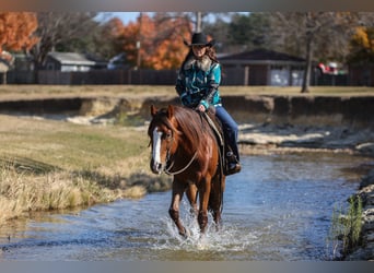 American Quarter Horse, Wallach, 9 Jahre, 160 cm, Dunkelfuchs