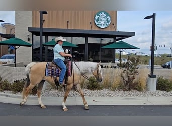 American Quarter Horse, Wallach, 9 Jahre, 160 cm, Palomino
