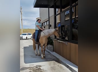 American Quarter Horse, Wallach, 9 Jahre, 160 cm, Palomino