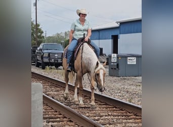 American Quarter Horse, Wallach, 9 Jahre, 160 cm, Palomino