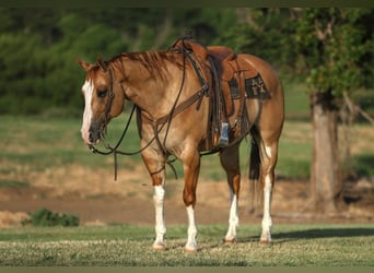 American Quarter Horse, Wallach, 9 Jahre, 160 cm, Red Dun