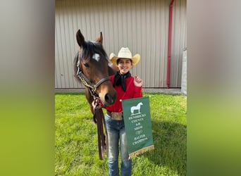 American Quarter Horse, Wallach, 9 Jahre, 160 cm, Rotbrauner