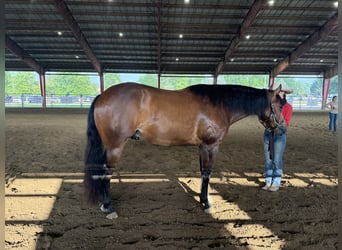 American Quarter Horse, Wallach, 9 Jahre, 160 cm, Rotbrauner
