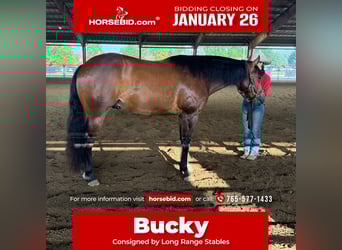 American Quarter Horse, Wallach, 9 Jahre, 160 cm, Rotbrauner