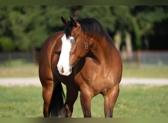 American Quarter Horse, Wallach, 9 Jahre, 160 cm, Rotbrauner