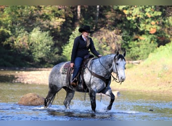 American Quarter Horse, Wallach, 9 Jahre, 160 cm, Schimmel
