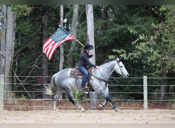 American Quarter Horse, Wallach, 9 Jahre, 160 cm, Schimmel