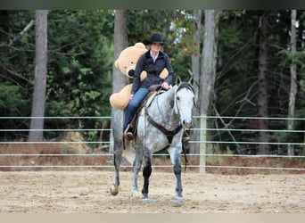 American Quarter Horse, Wallach, 9 Jahre, 160 cm, Schimmel