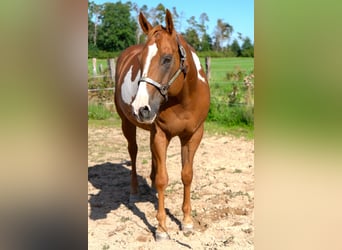 American Quarter Horse, Wallach, 9 Jahre, 161 cm, Overo-alle-Farben