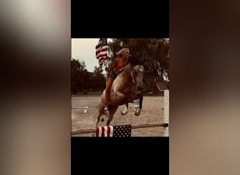 American Quarter Horse, Wallach, 9 Jahre, 163 cm, Buckskin