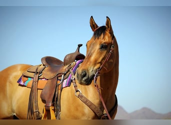 American Quarter Horse, Wallach, 9 Jahre, 163 cm, Buckskin