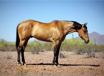 American Quarter Horse, Wallach, 9 Jahre, 163 cm, Buckskin