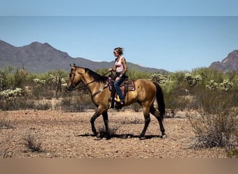 American Quarter Horse, Wallach, 9 Jahre, 163 cm, Buckskin