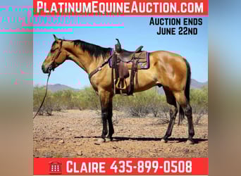 American Quarter Horse, Wallach, 9 Jahre, 163 cm, Buckskin