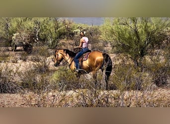 American Quarter Horse, Wallach, 9 Jahre, 163 cm, Buckskin