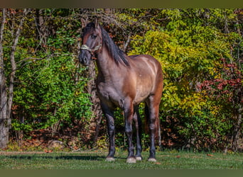 American Quarter Horse, Wallach, 9 Jahre, 163 cm, Grullo