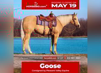 American Quarter Horse, Wallach, 9 Jahre, 163 cm, Palomino