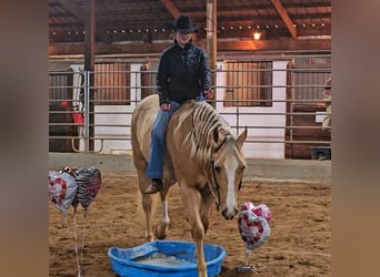 American Quarter Horse, Wallach, 9 Jahre, 163 cm, Palomino