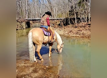 American Quarter Horse, Wallach, 9 Jahre, 163 cm, Palomino
