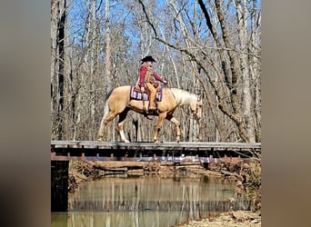 American Quarter Horse, Wallach, 9 Jahre, 163 cm, Palomino
