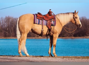 American Quarter Horse, Wallach, 9 Jahre, 163 cm, Palomino