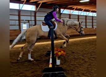 American Quarter Horse, Wallach, 9 Jahre, 163 cm, Palomino