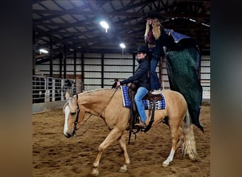 American Quarter Horse, Wallach, 9 Jahre, 163 cm, Palomino