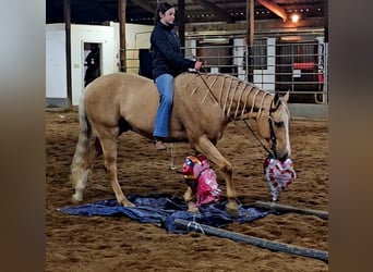 American Quarter Horse, Wallach, 9 Jahre, 163 cm, Palomino