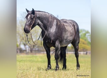 American Quarter Horse, Wallach, 9 Jahre, 163 cm, Roan-Blue