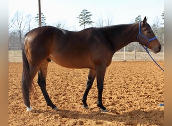 American Quarter Horse, Wallach, 9 Jahre, 163 cm, Rotbrauner