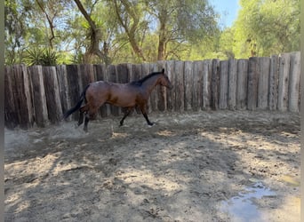 American Quarter Horse, Wallach, 9 Jahre, 163 cm, Rotbrauner