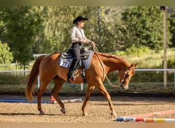 American Quarter Horse, Wallach, 9 Jahre, 165 cm, Fuchs