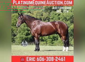 American Quarter Horse, Wallach, 9 Jahre, 168 cm, Rotbrauner