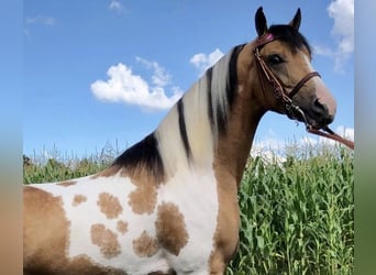 American Quarter Horse, Wallach, 9 Jahre, 60 cm, Brauner