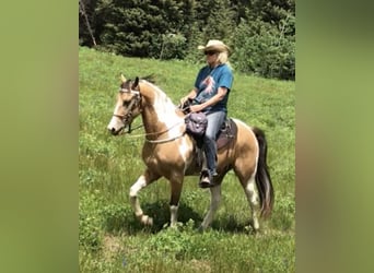 American Quarter Horse, Wallach, 9 Jahre, 60 cm, Brauner