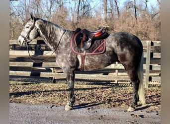 American Quarter Horse, Wallach, 9 Jahre, Apfelschimmel