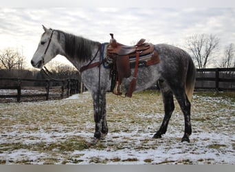 American Quarter Horse, Wallach, 9 Jahre, Apfelschimmel