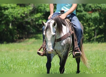 American Quarter Horse, Wallach, 9 Jahre, Apfelschimmel