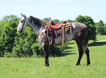 American Quarter Horse, Wallach, 9 Jahre, Apfelschimmel