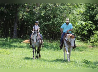American Quarter Horse, Wallach, 9 Jahre, Apfelschimmel