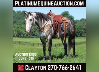 American Quarter Horse, Wallach, 9 Jahre, Apfelschimmel