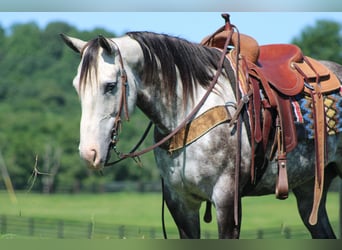 American Quarter Horse, Wallach, 9 Jahre, Apfelschimmel